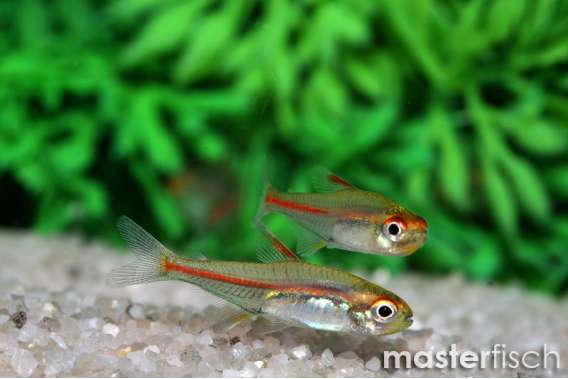 Glowlight tetra