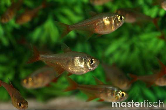 Red Flame Tetra