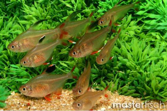 Yellow Phantom Tetra