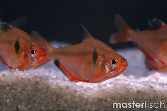 Serpae Tetra