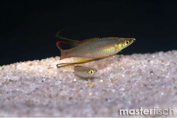 Threadfin rainbowfish