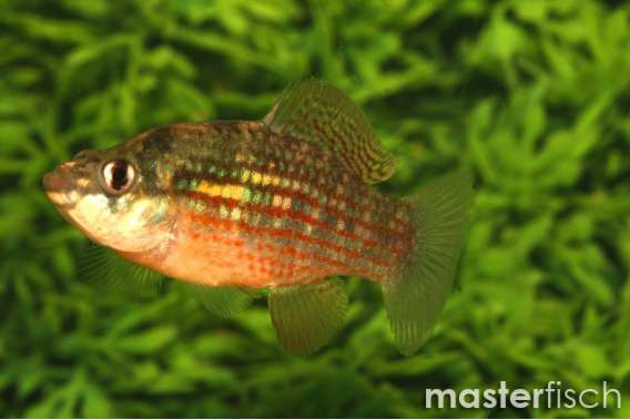 America Flag Cichlid