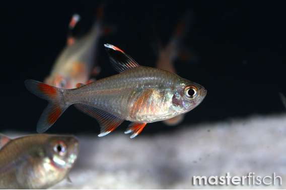 Spotfin tetra