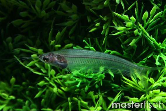 Thailand Glass Catfish