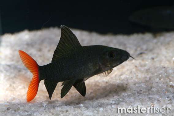 Red Tail Black Shark