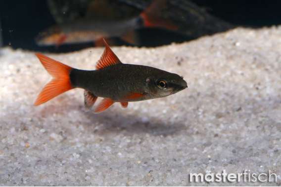 Rainbow Shark