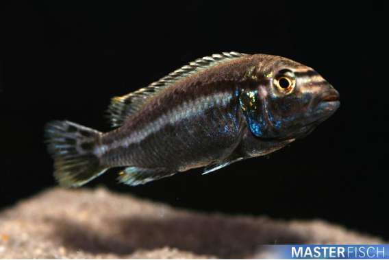 Malawi Golden Auratus Cichlid