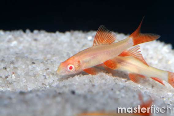 Albino Rainbow Shark