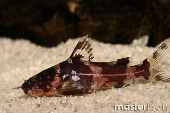 Bumblebee catfish