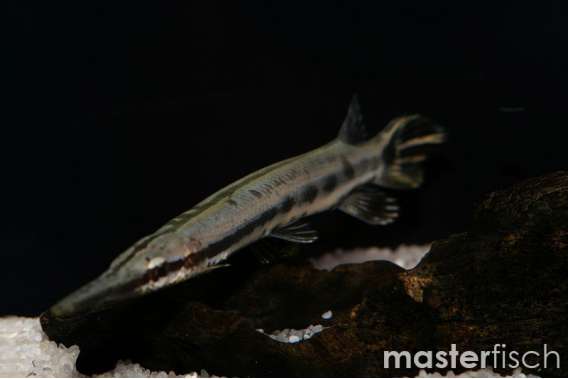 Spotted Gar Fish