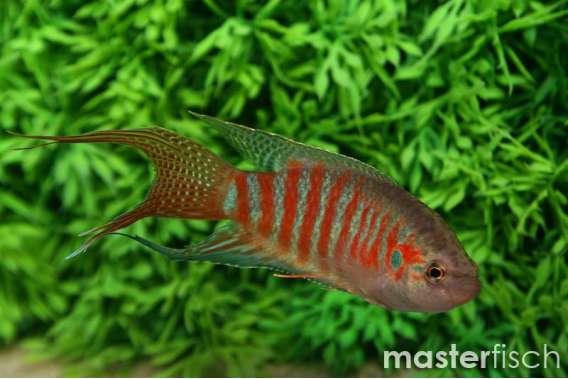 Paradise Fish