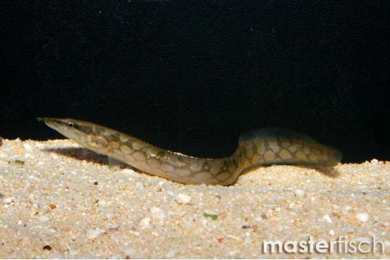 Tyre Track Spiny Eel