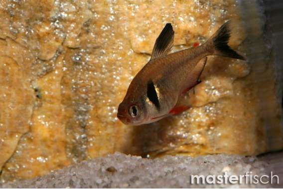 Black Ghost tetra