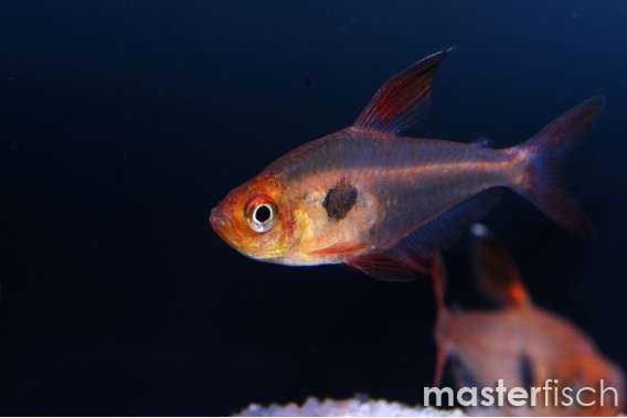 Red Ghost Tetra