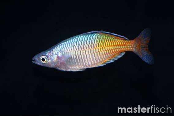 Boeseman'S Rainbow