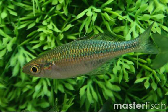 Blue Rainbow