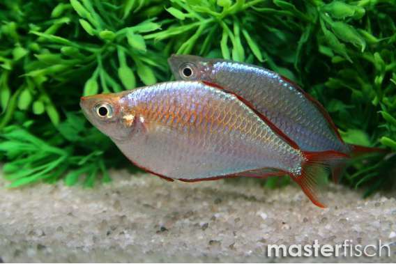 Neon Dwarf Rainbow