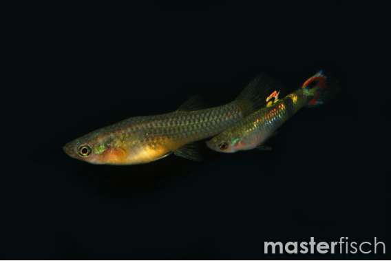 Swamp guppy
