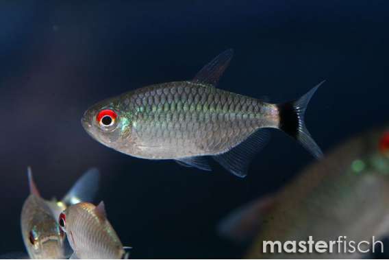Red Eye Tetra