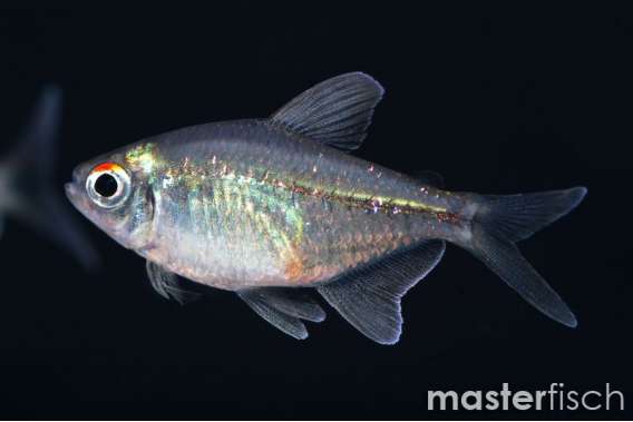 Diamond Tetra