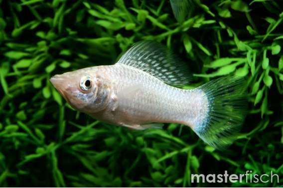 Silver Molly