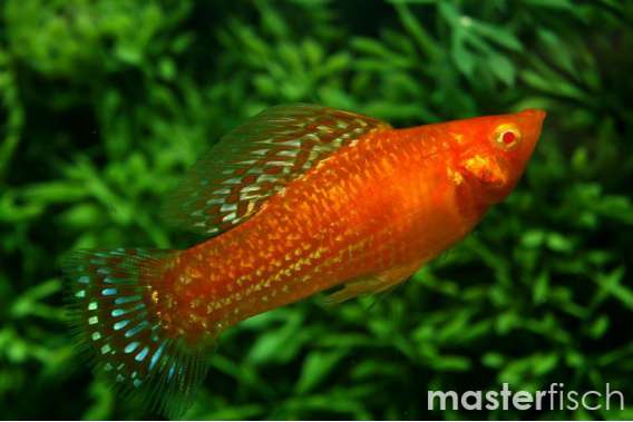 Blood Red Molly