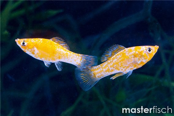 Silver Orange Point Molly