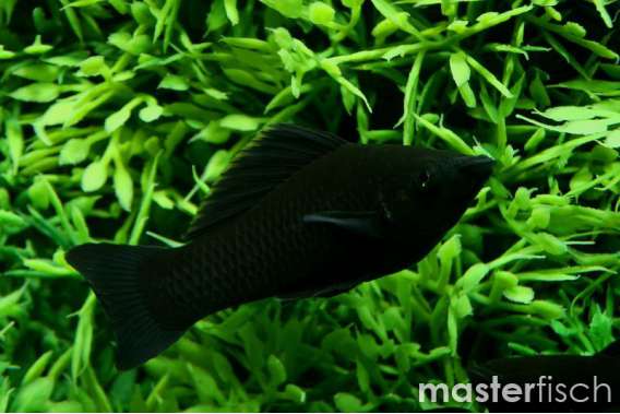 Black Molly