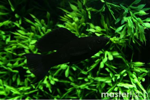 Lyretail Black Molly