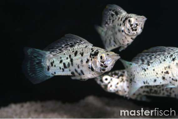 Dalmatian Molly