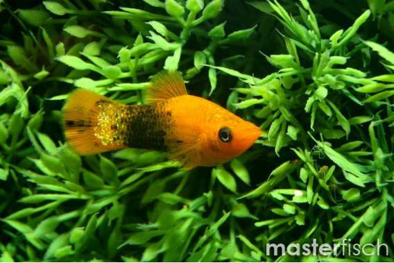 Golden Leopard Molly
