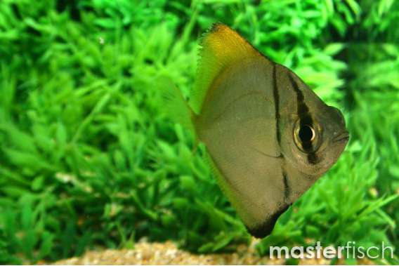 Silver Mono Scat (brackish water)