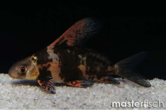 Hi-Fin Doll Loach