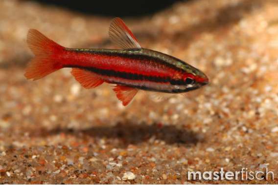 red pencilfish
