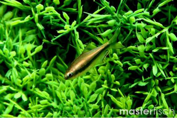 Emperor Tetra
