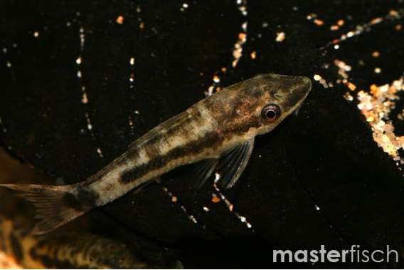 Otocinclus cf. macrospilus