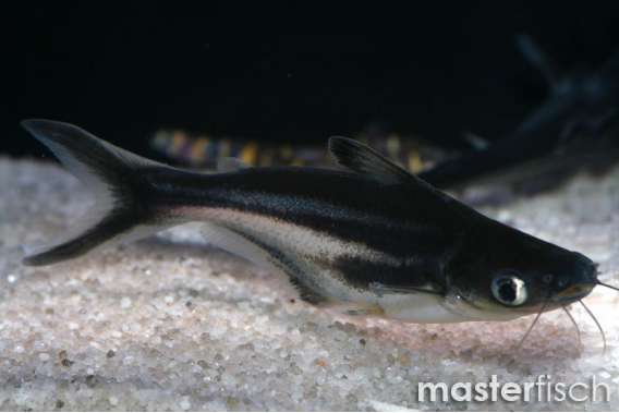 Pangasius Sutchi