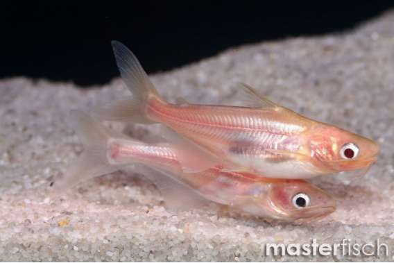 Golden Pangasius Sutchi