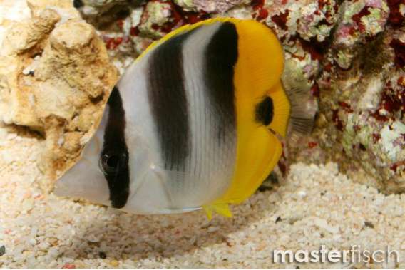 Saddled Butterflyfish