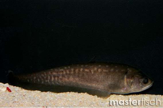 Reticulate knifefish