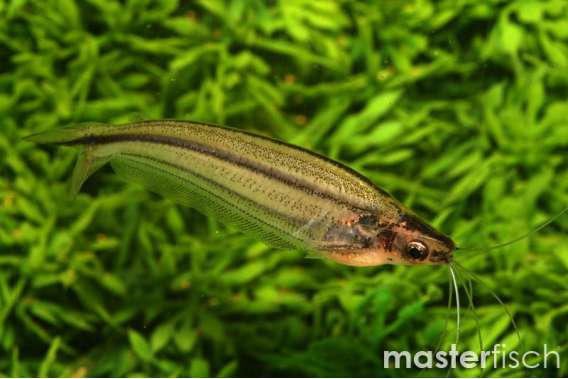African glass catfish