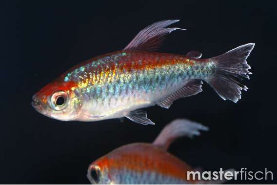 Congo Tetra
