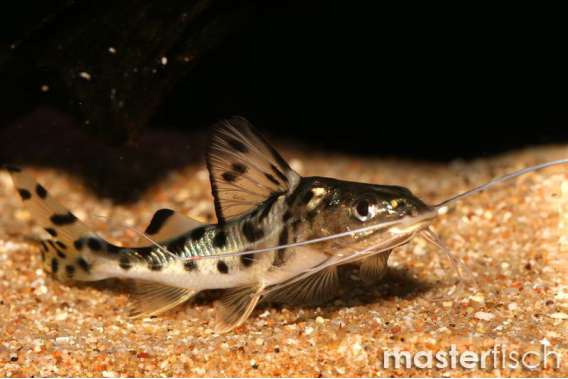 Pictus Catfish