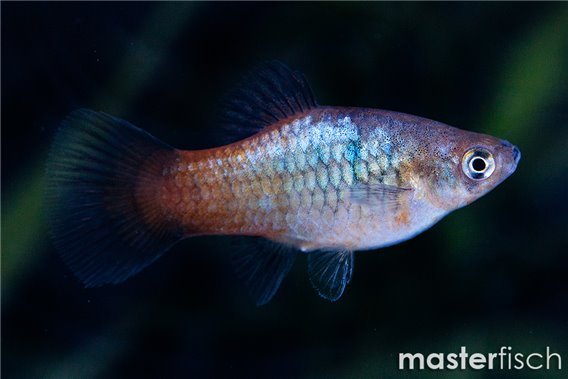 Rainbow Platy