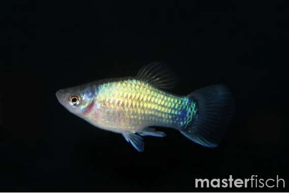 Blue Platy