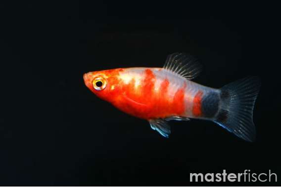 bleeding heart platy