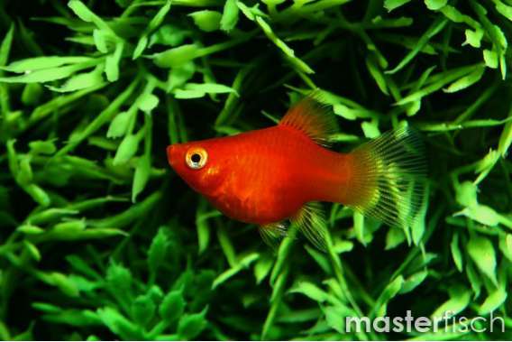 Red coral Platy