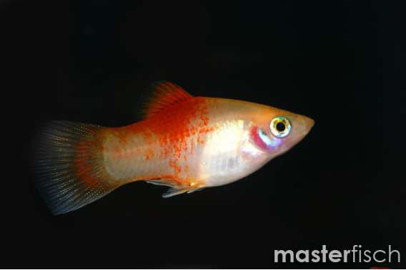 Golden Platy