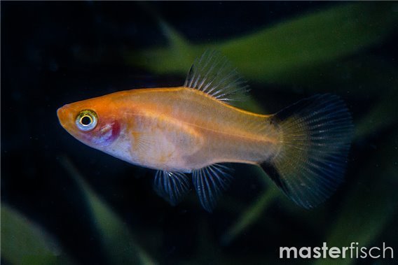 Golden Comet Platy