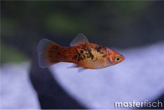 Golden White Pepper Platy